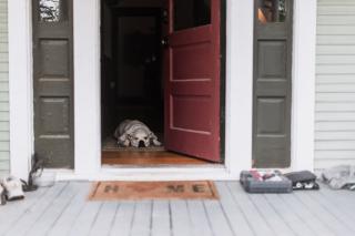 En hund ligger i en åben hoveddør