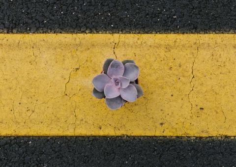 En plante midt på en gul vejstribe
