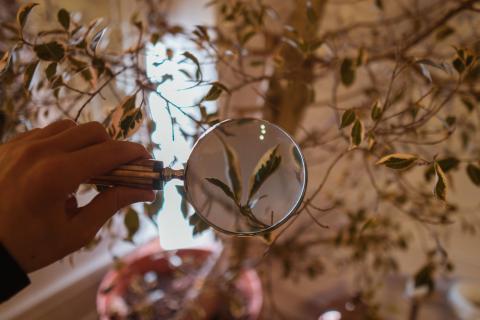 En hånd med et forstørrelsesglas over en plante